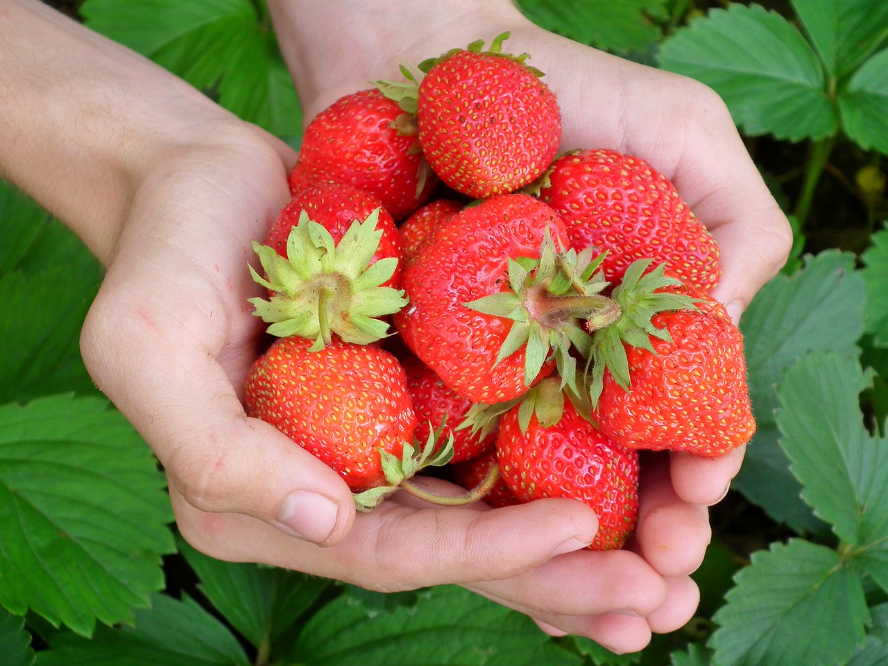 berries, strawberry, hands-197078.jpg